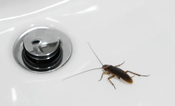 They Come Out at Night